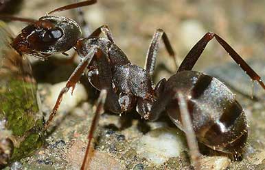 common ant