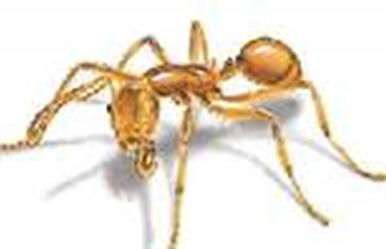 Pharaoh Ant