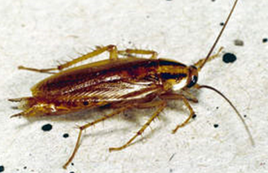 German Cockroach