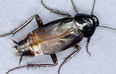 Oriental cockroach